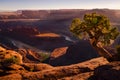 Single juniper tree and Colorado River from Dead Horse at sunset, Utah, USA Royalty Free Stock Photo