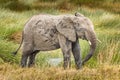 A single juvenile elephant in the Serengeti National Park, Tanzania