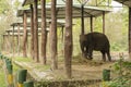 A single juvenile elephant taking rest at elephant shade at Dhupjhora elephant camp Royalty Free Stock Photo