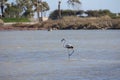 Single juvenile flamingo in a salt lake pond at Lady`s Mile, Lim