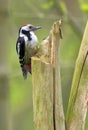 Single juvenile Great Spotted Woodpecker bird on a tree trunk