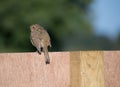 A single juvenile Robin perching on a wooden fence