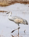 A Single Juvenile Sandhill Crane Standing at a Pond`s Edge Royalty Free Stock Photo