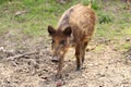 Single juvenile Wild boar in a forest during summer season