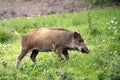 Single juvenile Wild boar in a forest during summer season