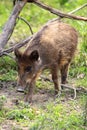 Single juvenile Wild boar in a forest during summer season