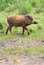 Single juvenile Wild boar in a forest during summer period