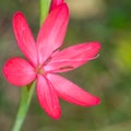 A Single Kaffir Lily