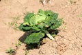 Single Kale or Leaf cabbage hardy annual green vegetable plant left growing in local garden surrounded with dry soil on warm sunny