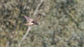 A single Kestrel, bird of prey, hovering in flight