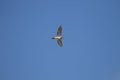 One Killdeer shorebird flying overhead with a blue sky background Royalty Free Stock Photo