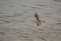 One Killdeer shorebird flying low over the water Royalty Free Stock Photo