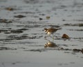 One Killdeer shorebird walking across tidal flats