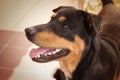 Single kindly female black dog in soft sepia colour tone