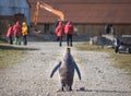 Single king penguin and cruise tourist in Grytviken, South Georgia Royalty Free Stock Photo