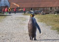 Single king penguin and cruise tourist in Grytviken, South Georgia Royalty Free Stock Photo