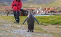 Single king penguin and cruise tourist in Grytviken, South Georgia Royalty Free Stock Photo