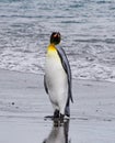 Single king penguin poses for the camera