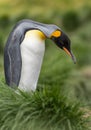 single king penguin King penguin in South Georgia posing in front of green tussock grass - background Royalty Free Stock Photo