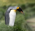 single king penguin King penguin in South Georgia posing in front of green tussock grass - background Royalty Free Stock Photo