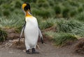 single king penguin King penguin in South Georgia posing in front of green tussock grass - background Royalty Free Stock Photo