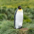 single king penguin King penguin in South Georgia posing in front of green tussock grass - background Royalty Free Stock Photo