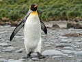 single king penguin King penguin in South Georgia posing in front of green tussock grass - background Royalty Free Stock Photo