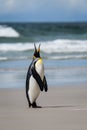 Single King Penguin standing on a sandy beach standing tall calling for its mate, against an ocean and sky background, Falkland Is