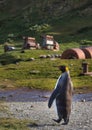 Single king penguin walking on path in Grytviken, South Georgia Royalty Free Stock Photo