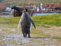 Single king penguin walking on path in Grytviken, South Georgia Royalty Free Stock Photo