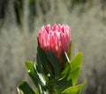 Single King Protea, Protea cynaroides with green leaves, Royalty Free Stock Photo