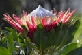 Single King Protea, Protea cynaroides and green leaves in natural sun ligh Royalty Free Stock Photo
