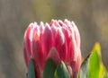 Single King Protea, Protea cynaroides bloom, Royalty Free Stock Photo