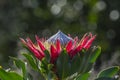 Single King Protea, Protea cynaroides with green leaves Royalty Free Stock Photo
