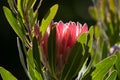 Single King Protea, Protea cynaroides just about to bloom Royalty Free Stock Photo