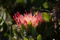 Single King Protea, Protea cynaroides with natural light on bloom Royalty Free Stock Photo