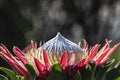 Single King Protea, Protea cynaroides in natural light with green leaves Royalty Free Stock Photo