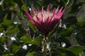 Single King Protea, Protea cynaroides Royalty Free Stock Photo