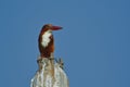 Kingfisher bird natural nature wallpaper