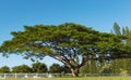 Single koa tree acacia koa kauai hawaii Royalty Free Stock Photo