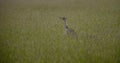 Single Kori bustard, Ardeotis kori, walking to left, in green pasture