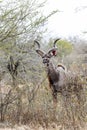 Single Kudu in in his habitat, South Africa,
