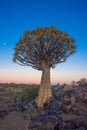 A Single Kwivertree at Sunset. Royalty Free Stock Photo