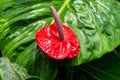 Single Laceleaf Anthurium vivid red flower on green large leaf in the background, known also as tailflower or flamingo flower. Royalty Free Stock Photo