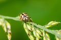 Ladybug on the leaves Royalty Free Stock Photo