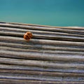 Single Ladybug (Ladybird) on Wood.