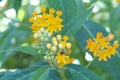 Single ladybug on Milkweed flowers looking for food