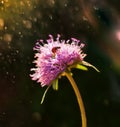 Ladybug on violet bellflowers in the dark background, bokeh