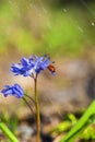 Single Ladybug on violet bellflowers in spring