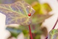 Single ladybug walking on green leaf Royalty Free Stock Photo